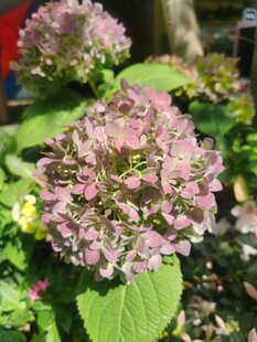 绣球花