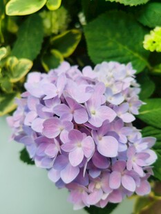 绣球花