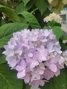 绣球花