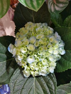 绣球花