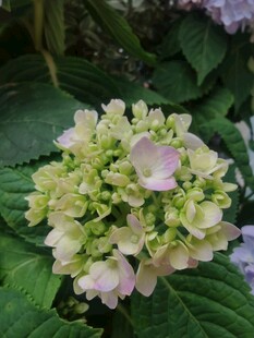 绣球花