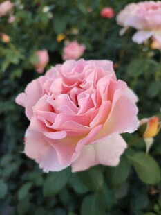 玫瑰花
