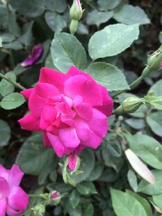 月季花