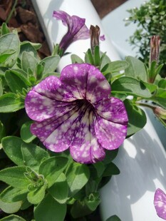 矮牵牛花