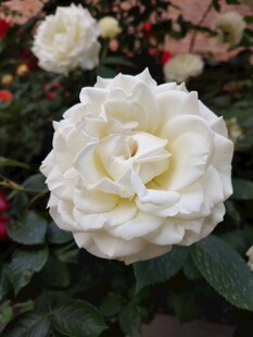 月季花