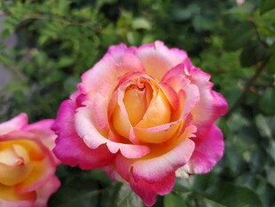 月季花