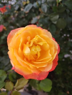 月季花