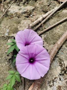 牵牛花