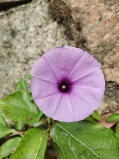 牵牛花