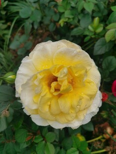 蔷薇花