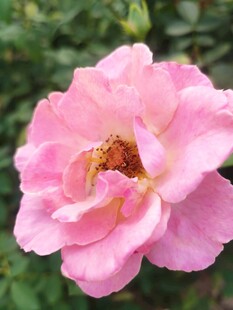 月季花