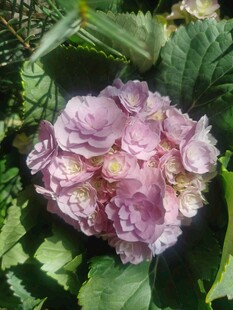绣球花