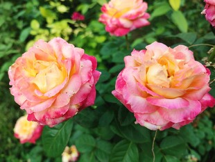 玫瑰花