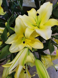 百合花