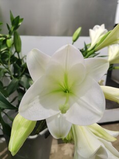 百合花