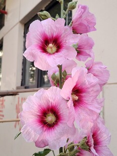 蜀葵花