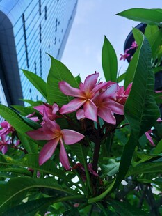 鸡蛋花
