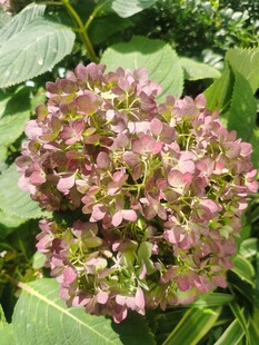 绣球花