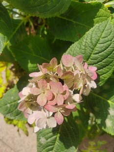绣球花