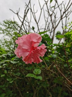 木槿花