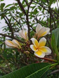 鸡蛋花