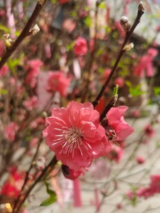 梅花