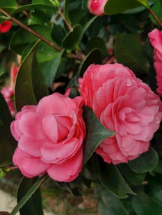 山茶花