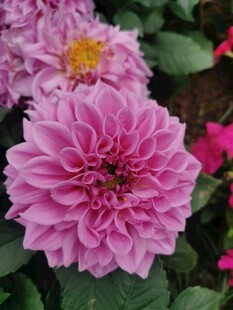 大丽花