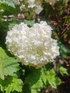 绣球花