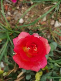 玫瑰花
