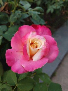 玫瑰花