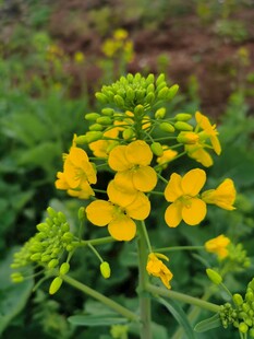 油菜花