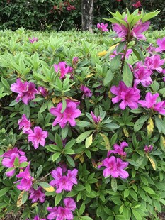 杜鹃花