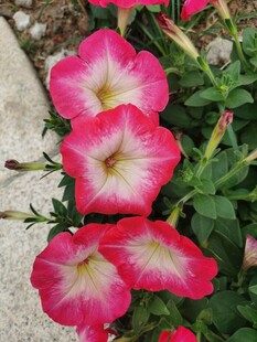 矮牵牛花