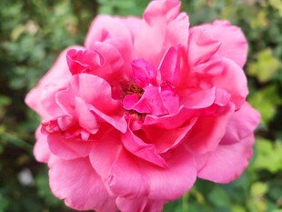 月季花