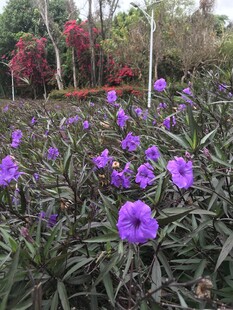 牵牛花