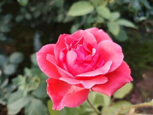 月季花