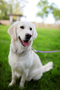 阳光下的微笑白犬