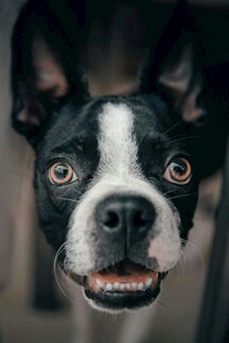 可爱波士顿梗犬萌趣瞬间