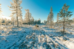 冬日雪地中的树木景观