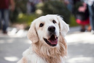 可爱金毛犬街头露笑颜
