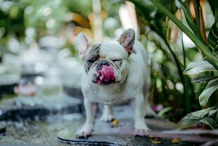 吐舌萌犬站在绿植旁
