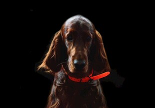 戴红项圈的长毛猎犬