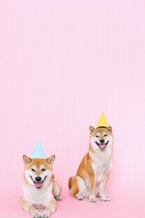 戴帽柴犬的可爱瞬间