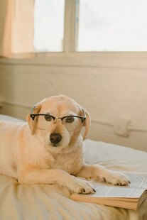 戴眼镜看书的可爱狗狗