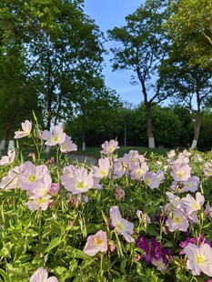 花海烂漫 多彩花卉绽放