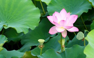 粉色荷花绽放于绿叶间