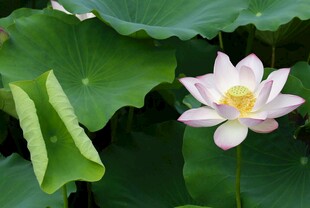 绽放的清丽荷花