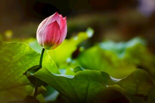 娇艳荷花绽放于绿叶间