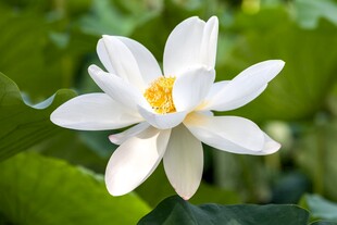 洁白绽放的美丽荷花